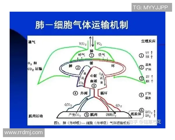 提升心肺功能塑造健康体魄全面探索有氧运动的多种形式与益处 提升心肺功能塑造健康体魄全面探索有氧运动的多种形式与益处