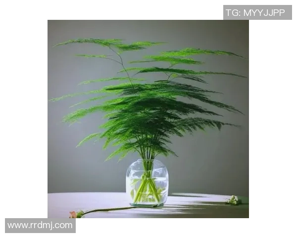 盆栽绿意生活：如何通过家居植物营造舒适自然的室内环境
